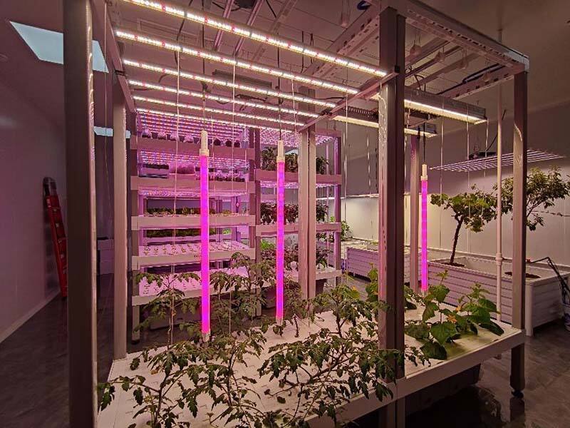 horticulture-lighting-1-